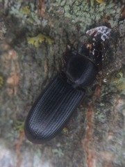 Tenebroides americanus
