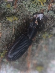 Tenebroides americanus