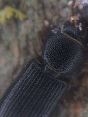 Tenebroides americanus