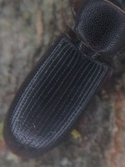 Tenebroides americanus