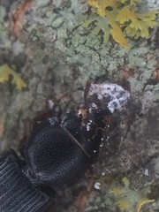 Tenebroides americanus