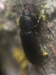 Tenebroides americanus