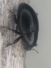 Tyloderma baridium