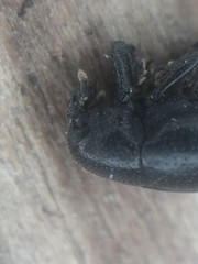 Tyloderma baridium