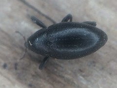 Tyloderma baridium