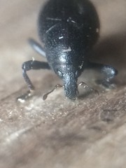 Tyloderma baridium