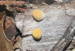 Crucibulum cyathiforme