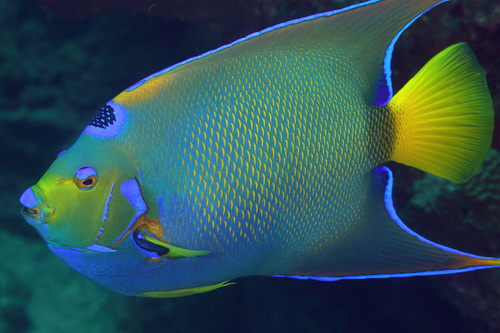 Queen Angelfish