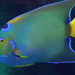 Queen Angelfish - Photo (c) terence zahner, some rights reserved (CC BY-NC)