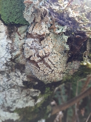 Brigantiaea chrysosticta