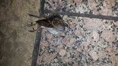 Zonotrichia albicollis