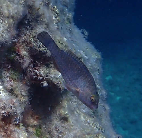 Sparisoma cretense