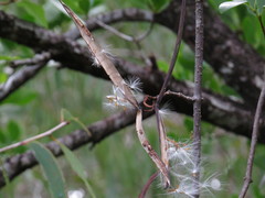 Gymnanthera oblonga