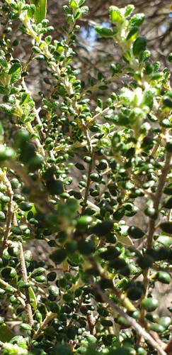 Bertya rotundifolia