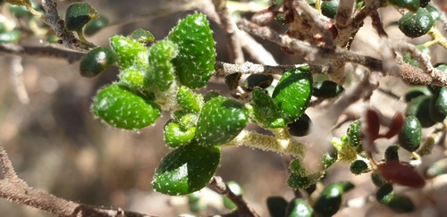 Image of Bertya rotundifolia by (c) Andrew Thornhill, some rights reserved (CC BY)