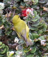 Chlorodrepanis virens wilsoni