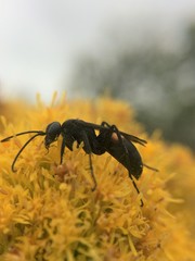 Anoplius semicinctus