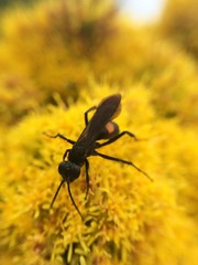 Anoplius semicinctus