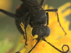 Anoplius semicinctus