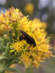 Anoplius semicinctus