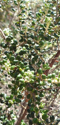 Image of Bertya rotundifolia by (c) Andrew Thornhill, some rights reserved (CC BY)