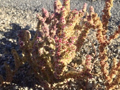 Halogeton glomeratus