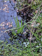 Juncus oxymeris