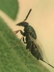 Monodontomerus