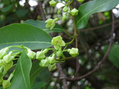 Gymnanthera oblonga