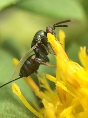 Monodontomerus