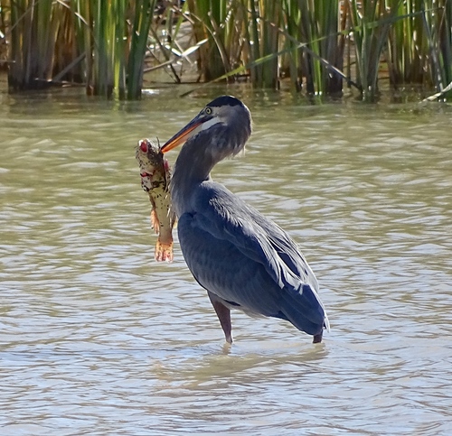 Great Blue Heron photographed in New Mexico