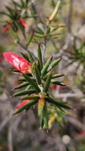 Stenanthera conostephioides, photograph 2