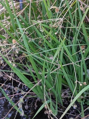 Juncus oxymeris