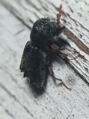 Xylobiops texanus