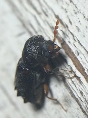 Xylobiops texanus
