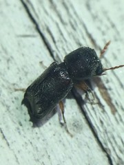 Xylobiops texanus
