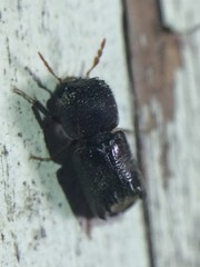 Xylobiops texanus