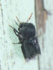 Xylobiops texanus