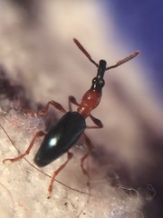 Cylas formicarius