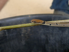 Platyceps collaris