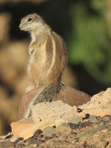 Barbary Ground Squirrel, photo 8 of 10