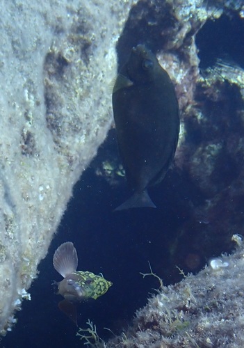 Siganus luridus