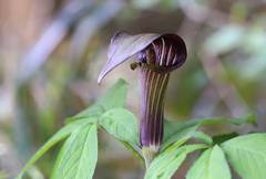 Arisaema serratum