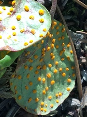 Rossmanomyces pyrolae