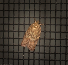 Garrha atoecha