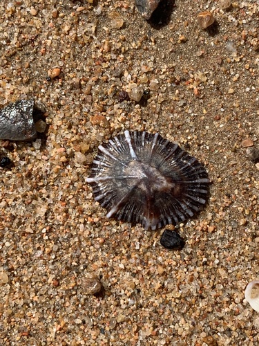 Siphonaria atra observed 2025-08-14