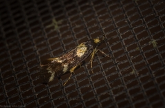 Epithymema helias