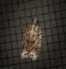 Polylopha epidesma