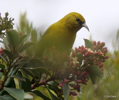 Chlorodrepanis virens wilsoni