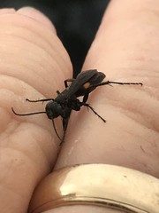 Anoplius semicinctus